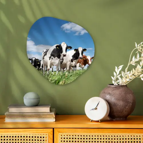 Koeien - Platteland - Weiland - Natuur - Dieren Wandcirkel Organisch Forex 3mm klein -sfeer2