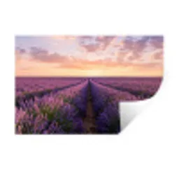 Landschap - Lavendelveld - Paars Muursticker klein -3d