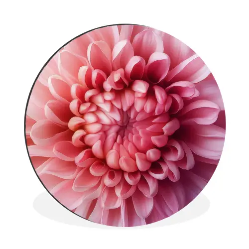 Dahlia - Bloem - Close up - Roze Wandcirkel aluminium klein -3d