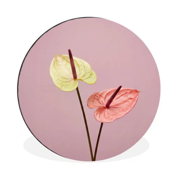 Bloemen - Anthuriums - Geel - Roze Wandcirkel aluminium klein -3d