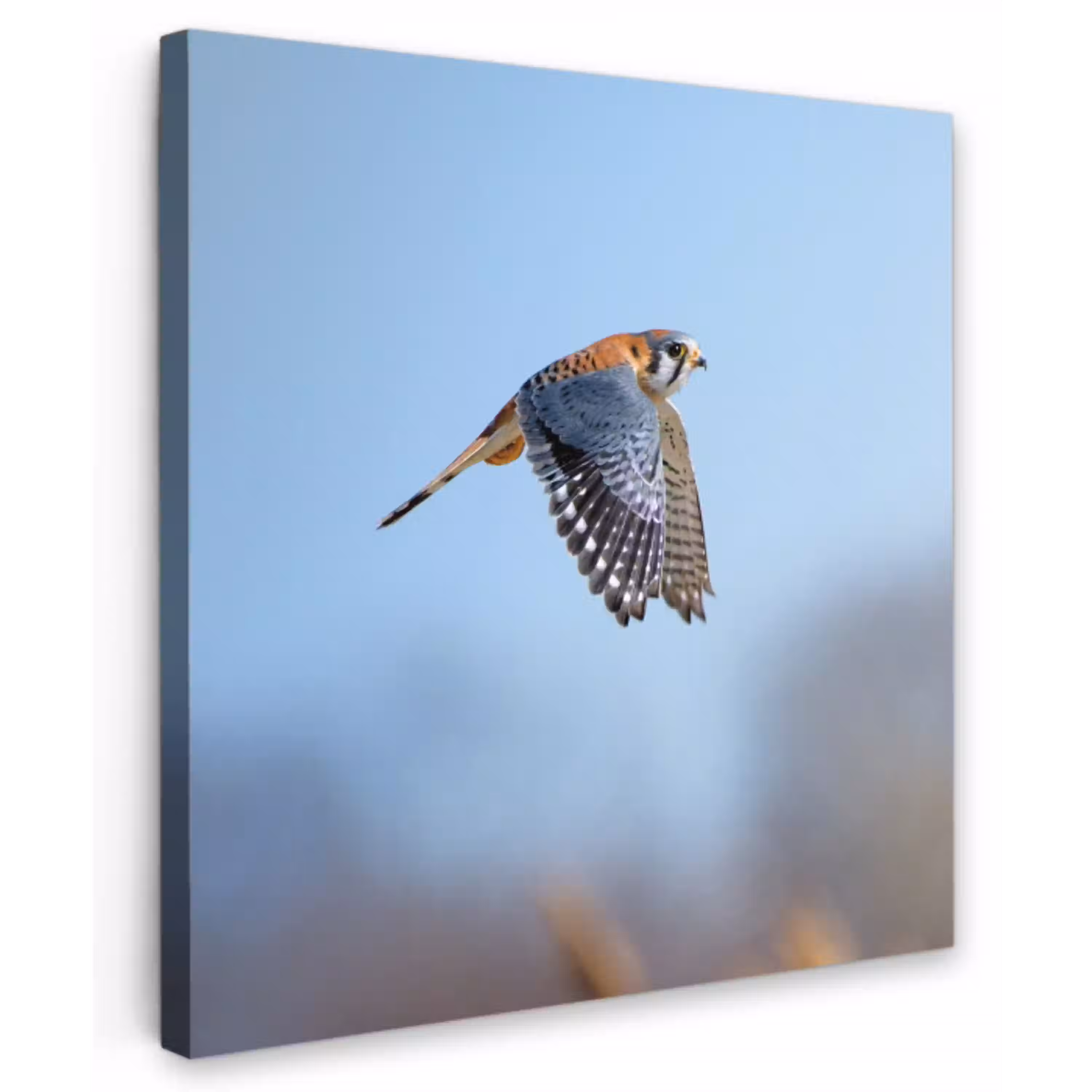 Kleurrijke valk aan het vliegen Tuinposter op houten frame 2 cm dik klein -3d