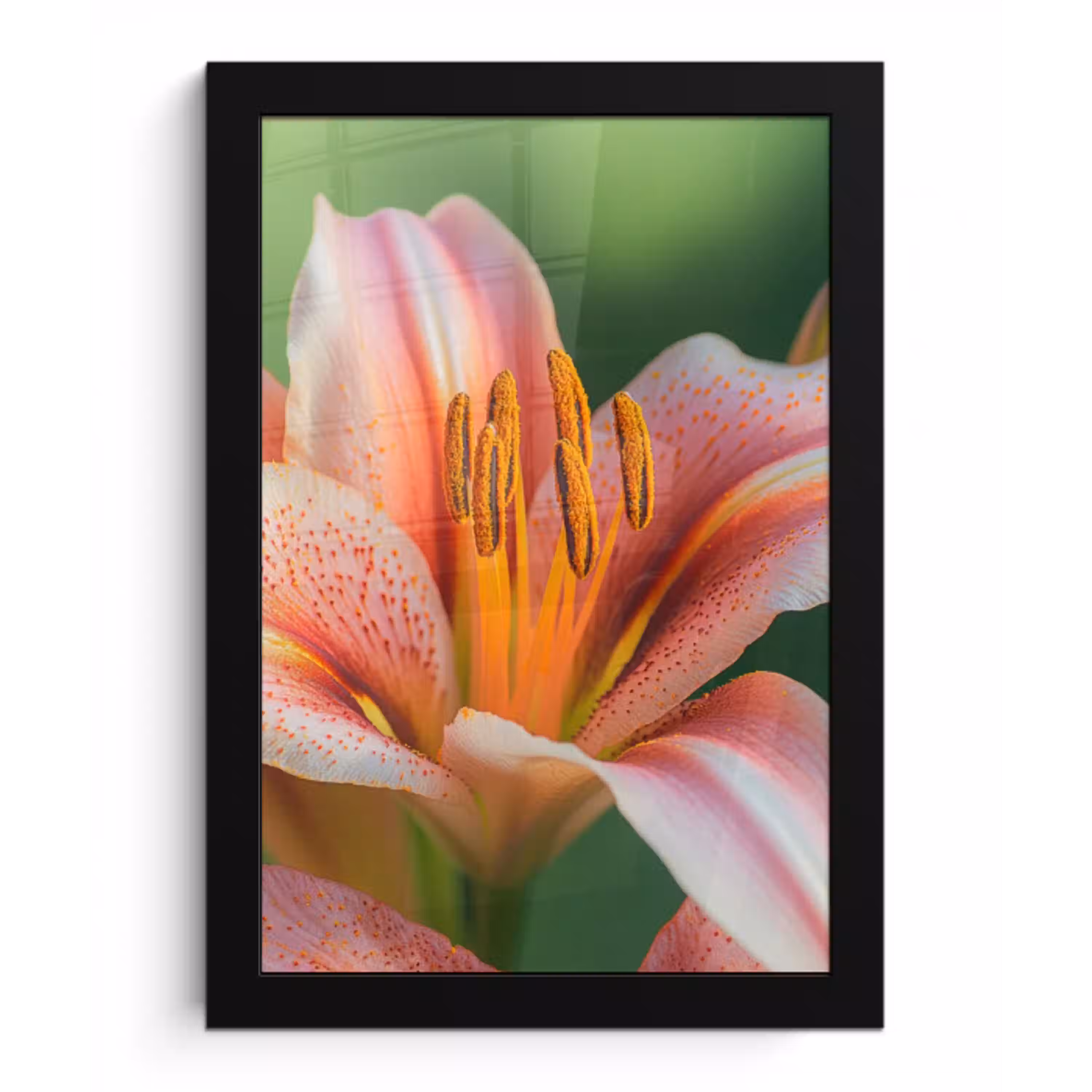 Lelie - Close up - Lichtroze fotolijst zwart zonder passe partout klein -3d