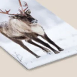 Rendier - Gewei - Toendra - Sneeuw - Wild fotolijst zwart zonder passe partout klein -zsfeer6