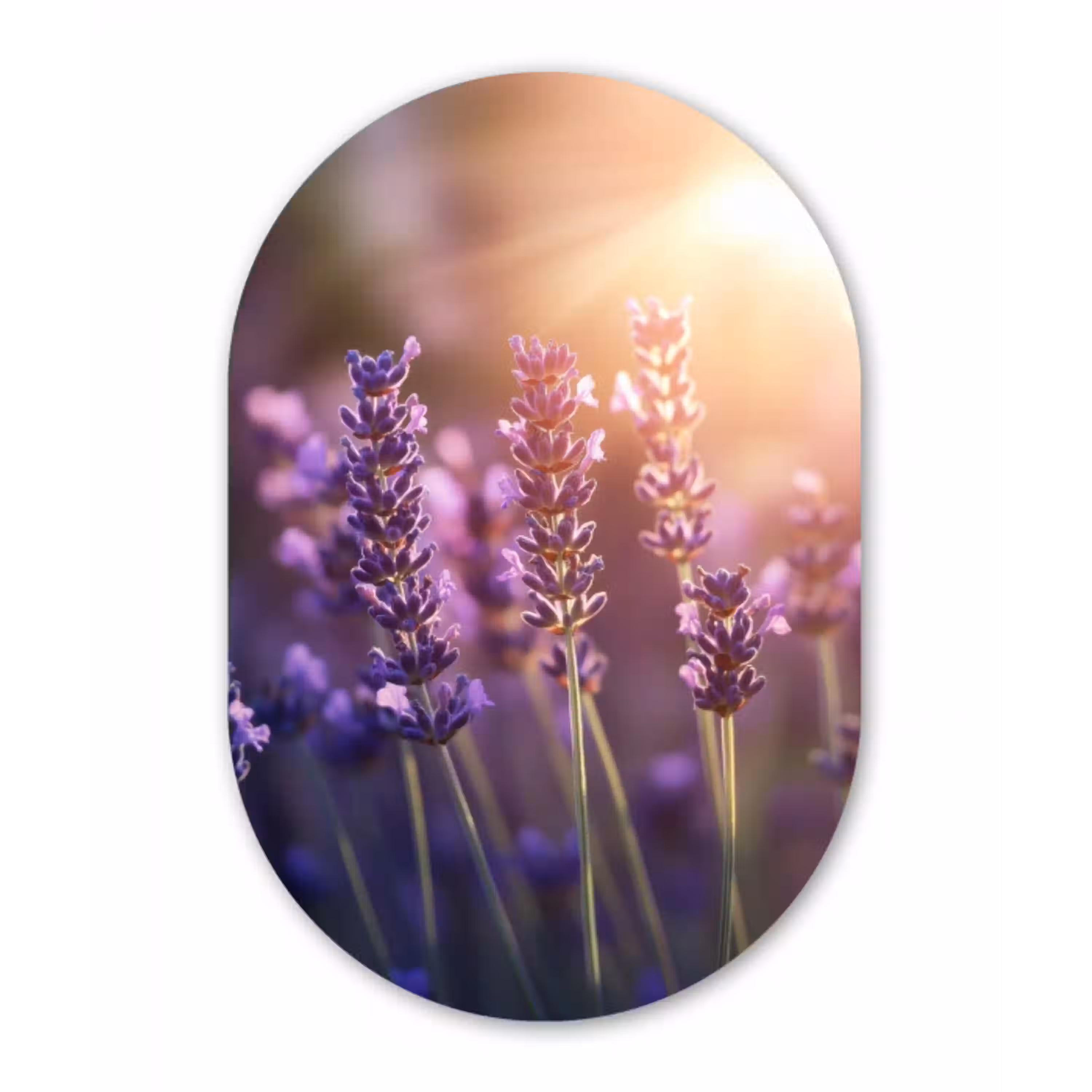 Lavendelbloemen - Paars - Zonlicht Wandcirkel Ovaal Glas middel -3d