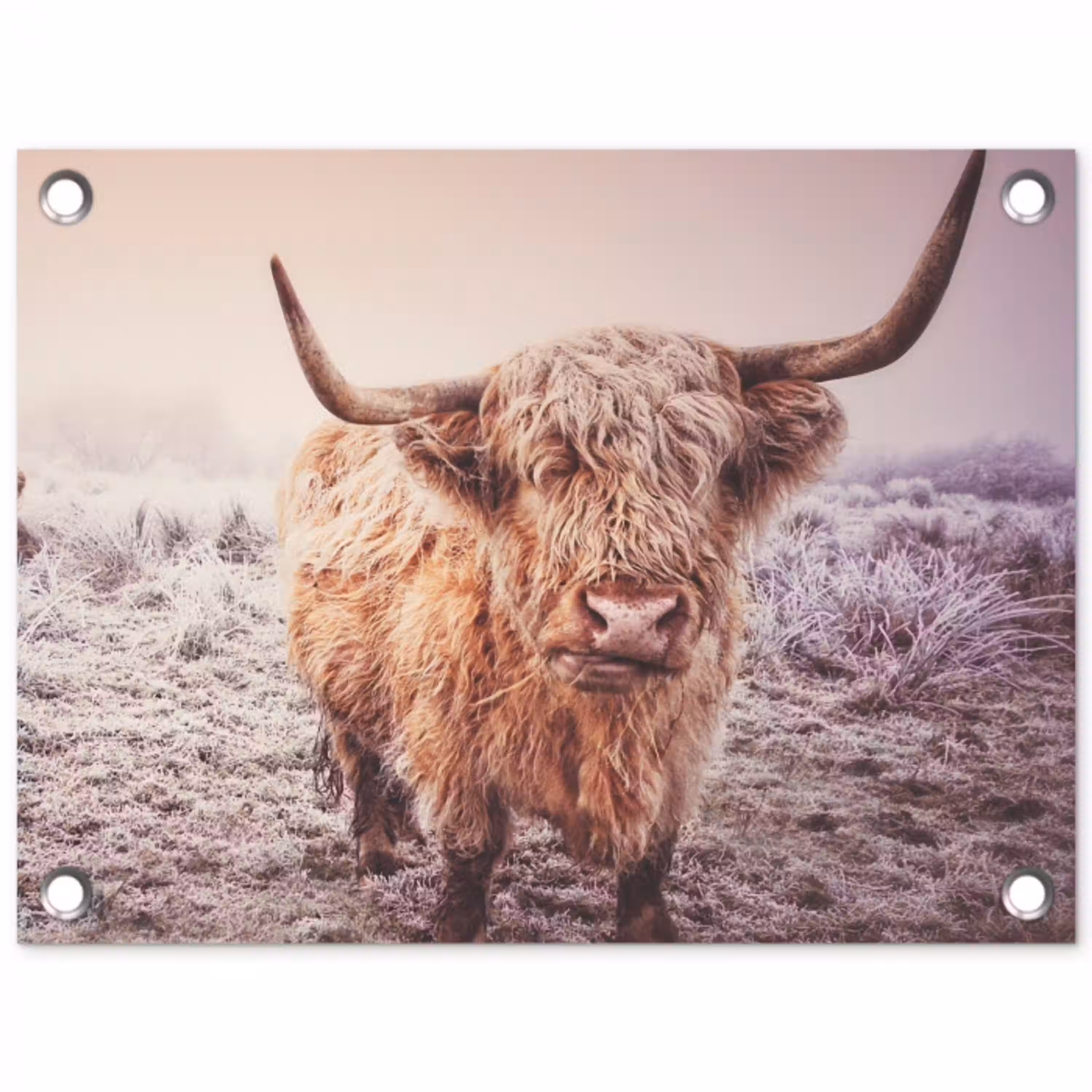 Schotse hooglanders - Licht - Lucht - Natuur tuinposter los doek klein -3d