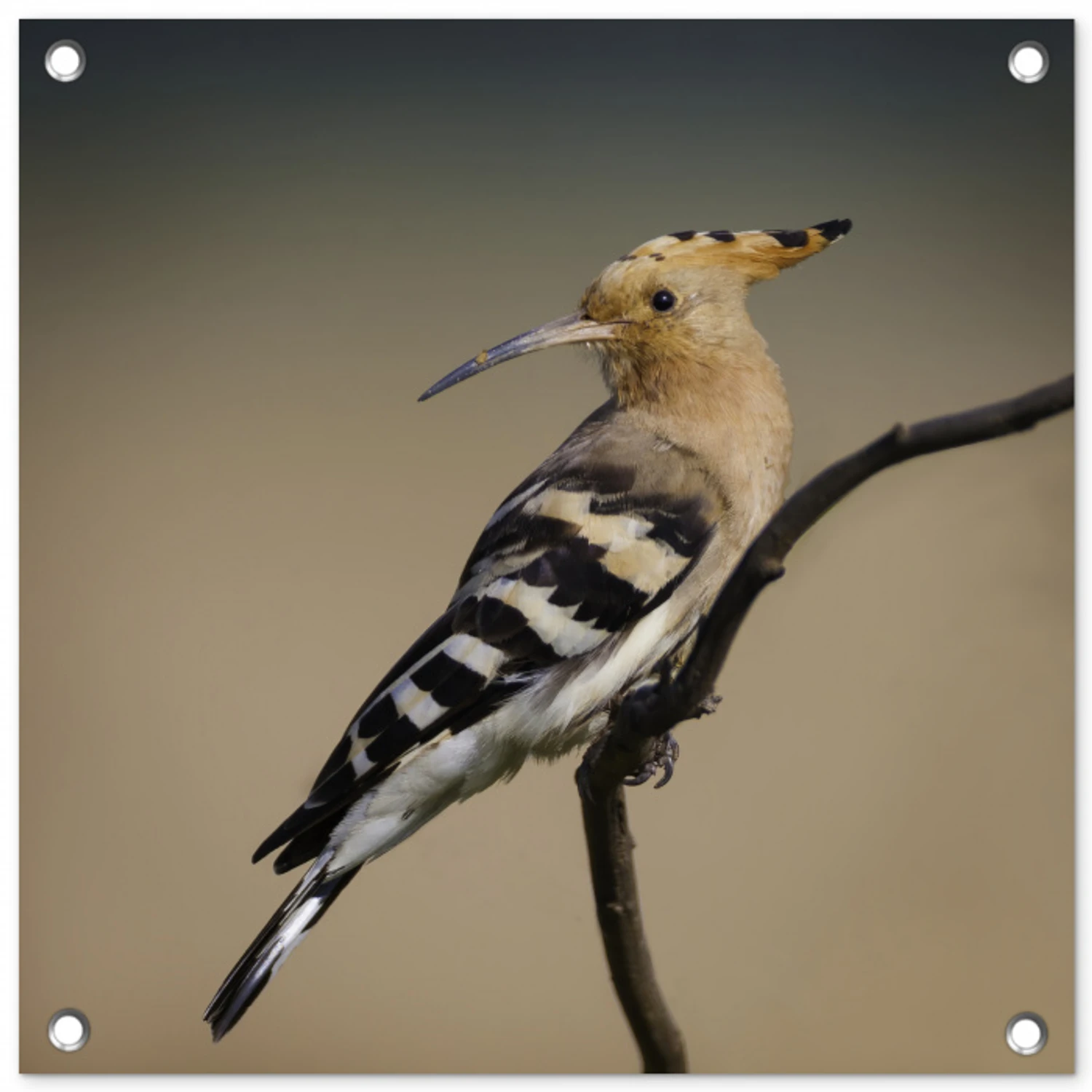 Vogel - Tropisch - Natuur tuinposter los doek klein -3d