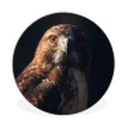 Roofvogel - Buizerd - Bruin Wandcirkel aluminium klein -3d
