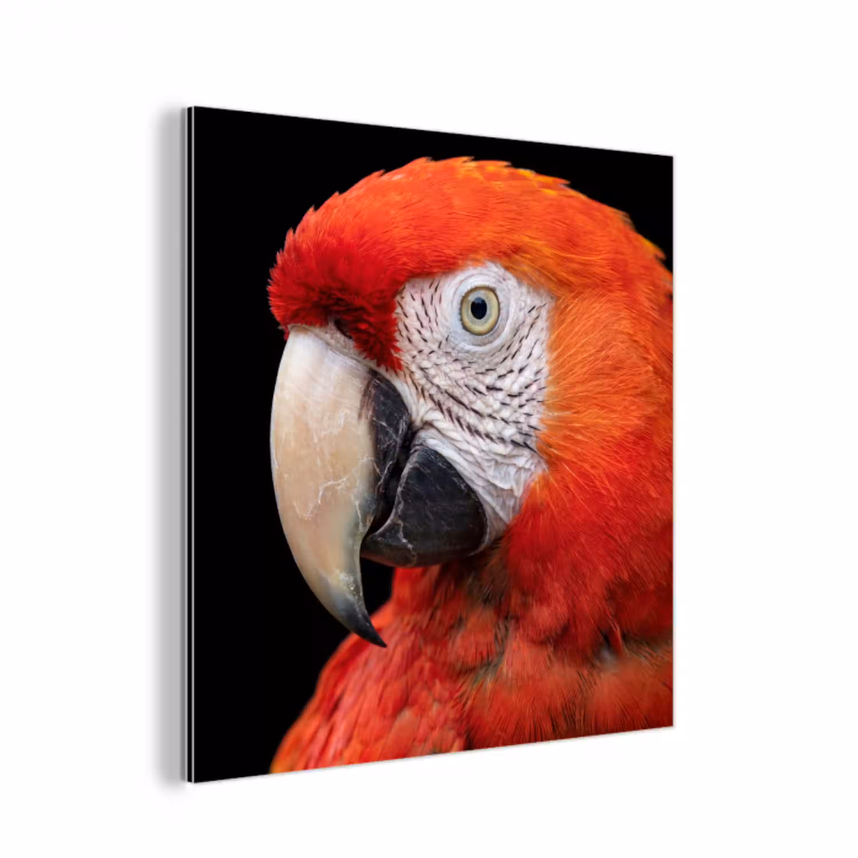 Ara - Portret - Rood aluminium wit klein -3d