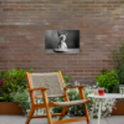 Sphynx - Kat - Dieren - Humor - Spaghetti - Zwart Wit Tuinposter op houten frame 2 cm dik klein -sfeer3