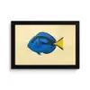 Blauw - Dory - Vis - Staartvin fotolijst zwart zonder passe partout klein -3d