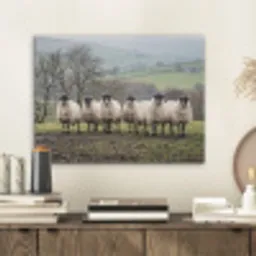 Schapen - Rij - Weide - Dieren - Platteland PET vilt klein -sfeer1
