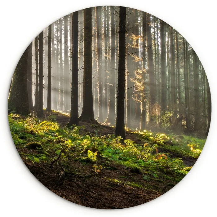 Zon - Takken - Bomen - Bos - Natuur Wandcirkel kunststof plaat 5mm dik klein -3d