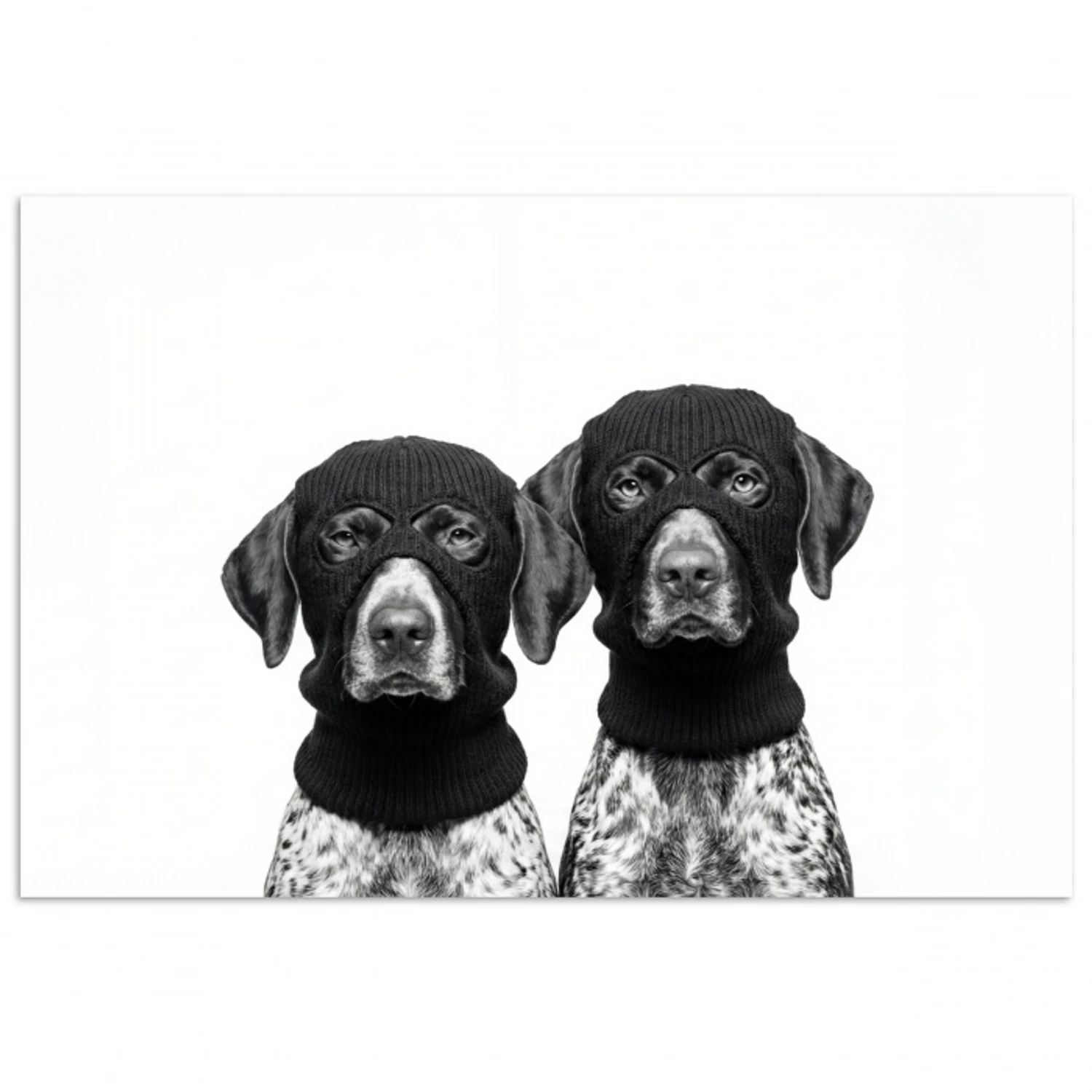 Honden - Bivakmuts - Zwart - wit poster papier klein -3d