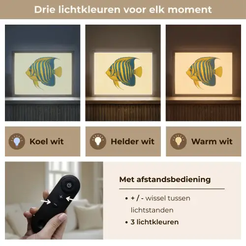 Felgeel - Vis - Strepen - Vinnen Light Box met batterij (Wandlamp) middel -USP_lichtkleurNL
