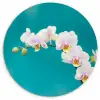 Orchidee - Bloemen - Plant - Wit - Paars Wandcirkel kunststof plaat 5mm dik klein -3d