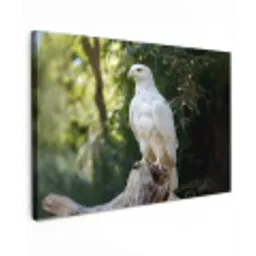 Arend - Hout - Wit - Planten Tuinposter op houten frame 2 cm dik klein -3d