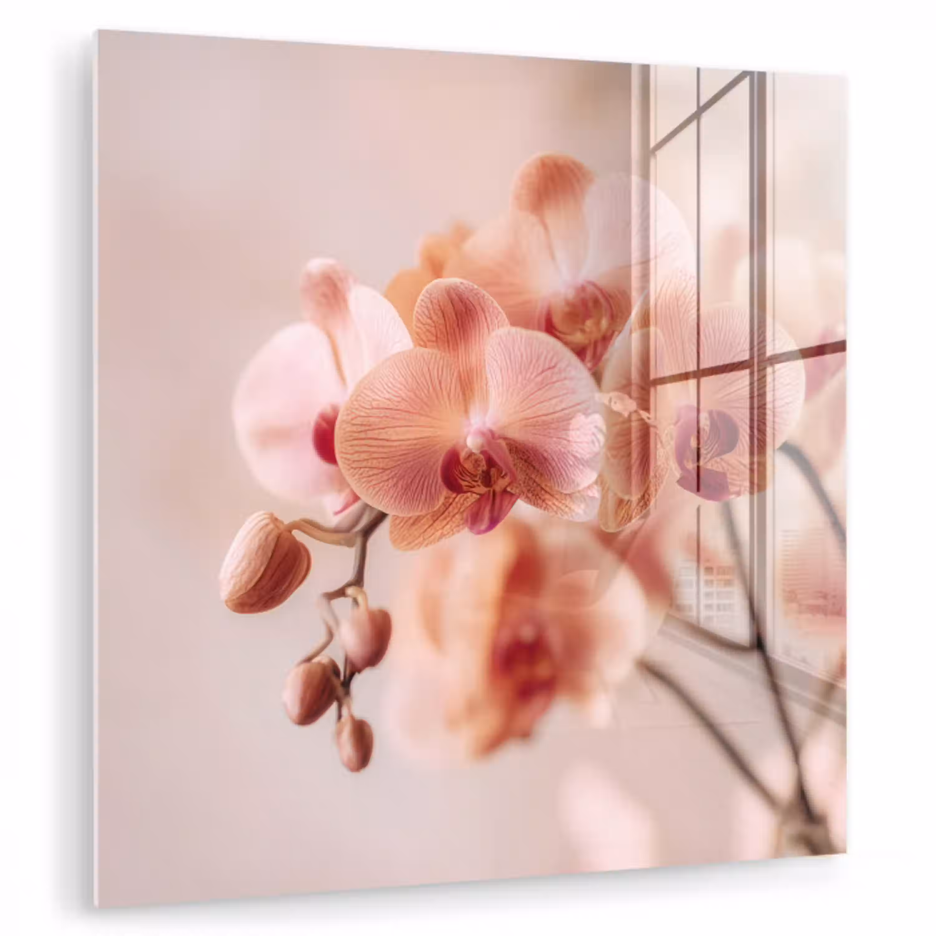 Orchidee - Bloemen - Roze - Bloemblaadjes plexiglas 5mm klein -zzzproduct_nieuw