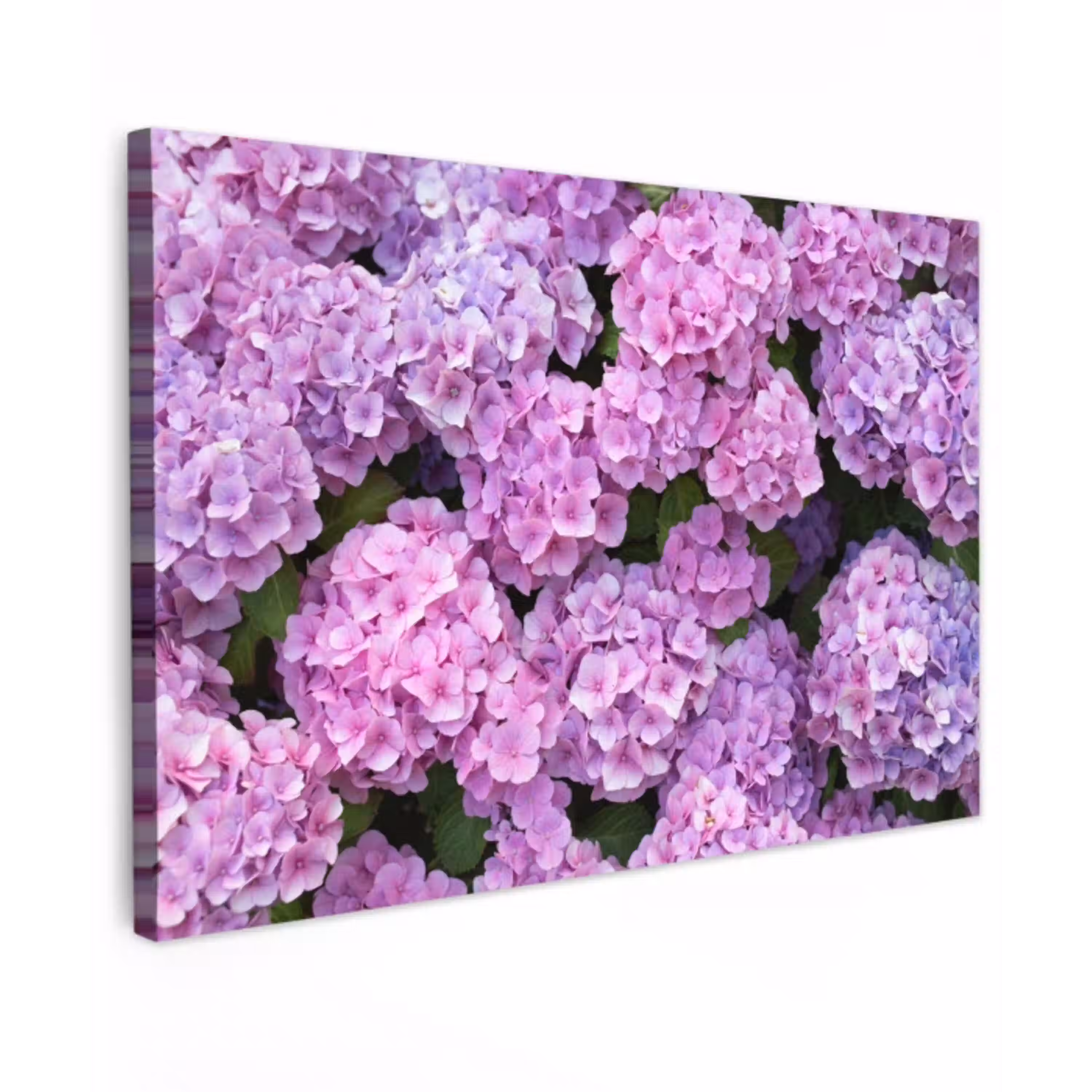 Bloemen - Hortensia - Struik - Roze - Bloemblaadjes canvas 2cm klein -z3d