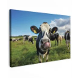 Koe - Tong - Weide Tuinposter op houten frame 2 cm dik klein -3d
