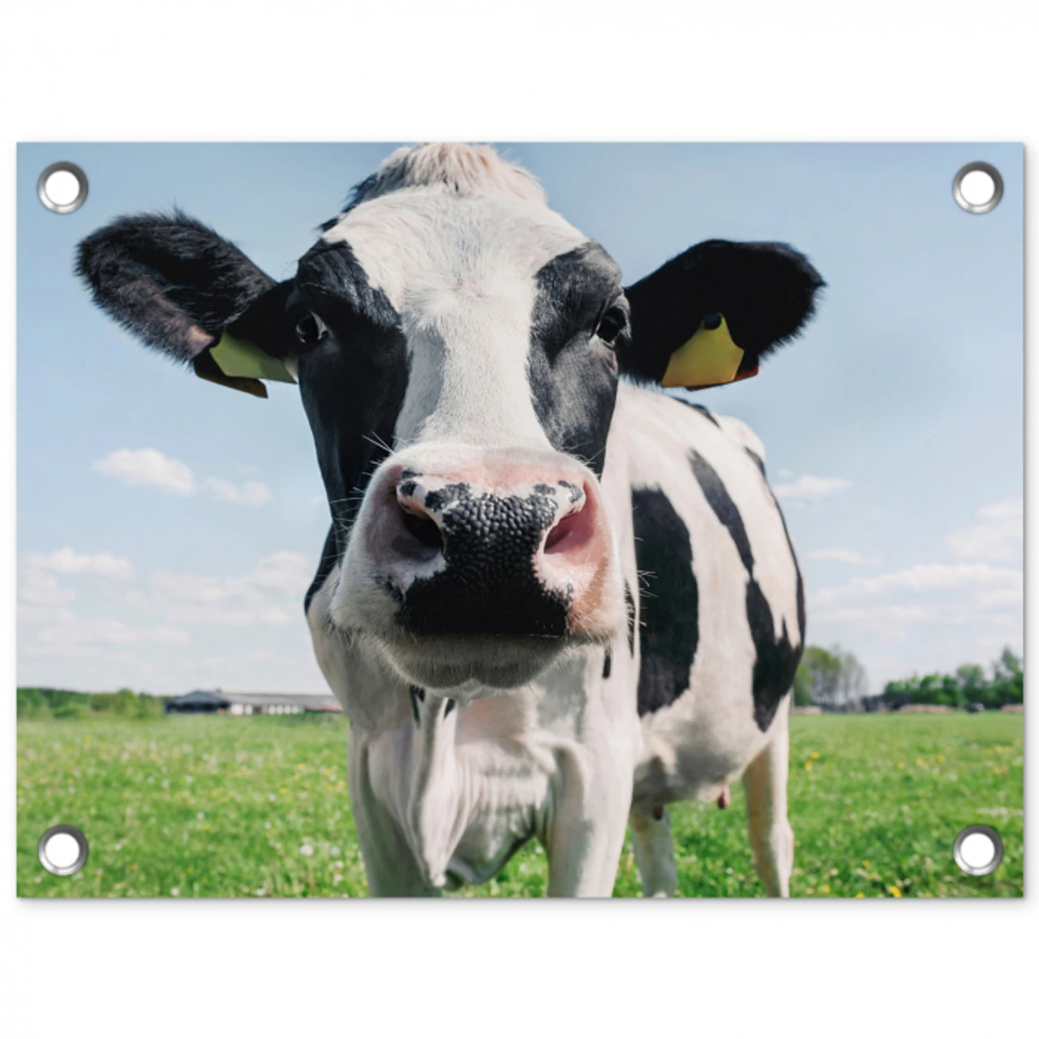 Koeien Close-up tuinposter los doek klein -3d