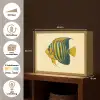 Felgeel - Vis - Strepen - Vinnen Light Box met batterij (Wandlamp) middel -USP_websiteoverzichtNL