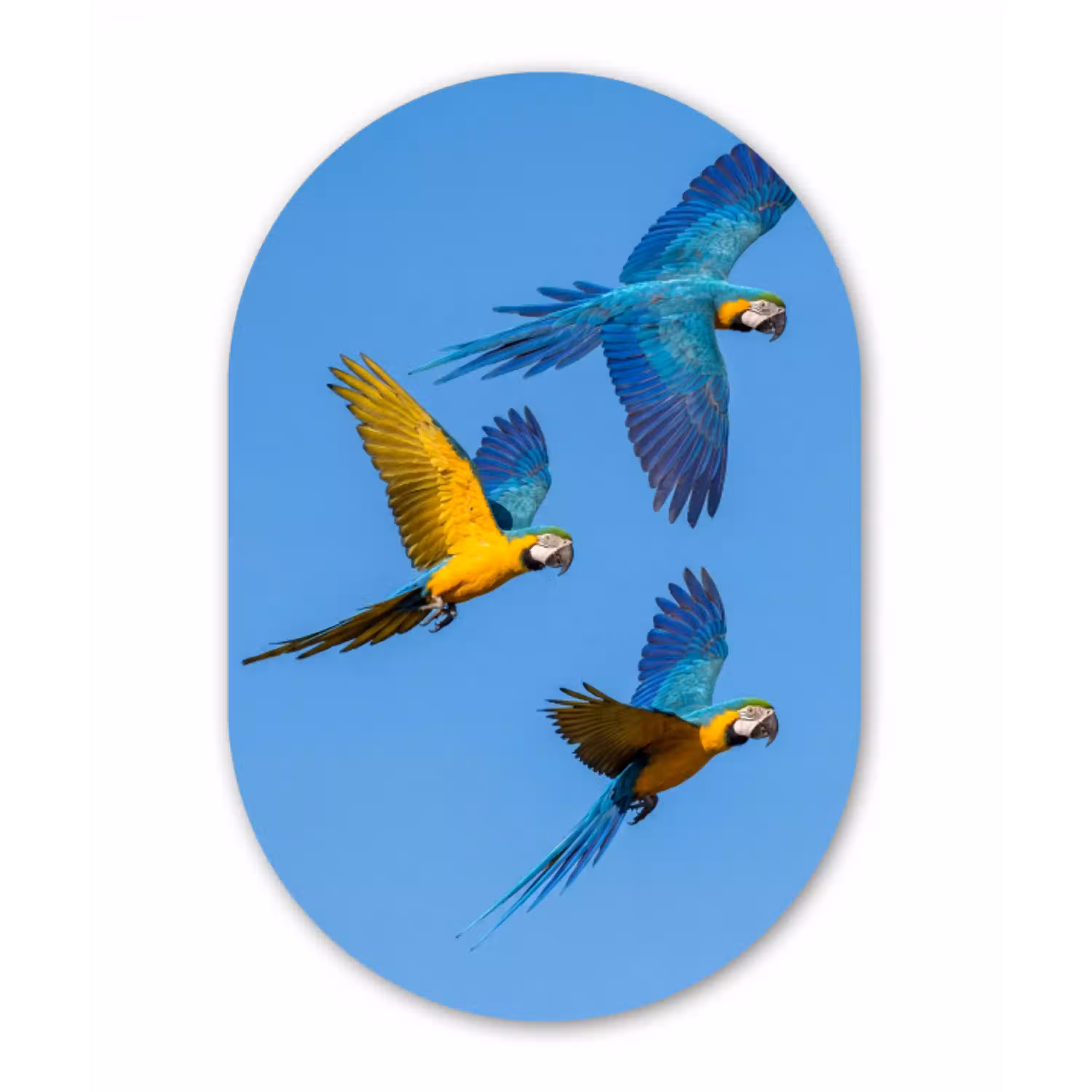 Papagaai - Vliegen - Blauw - Geel Wandcirkel Ovaal Aluminium middel -3d
