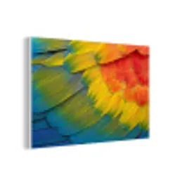 Veren - Ara - Kleurrijk forex 5mm xxl -3d