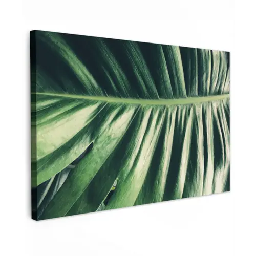 Palmblad - Tropisch - Natuur - Jungle canvas 2cm klein -z3d
