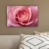 Roze - Roos - Romantisch canvas 2cm klein -sfeer3