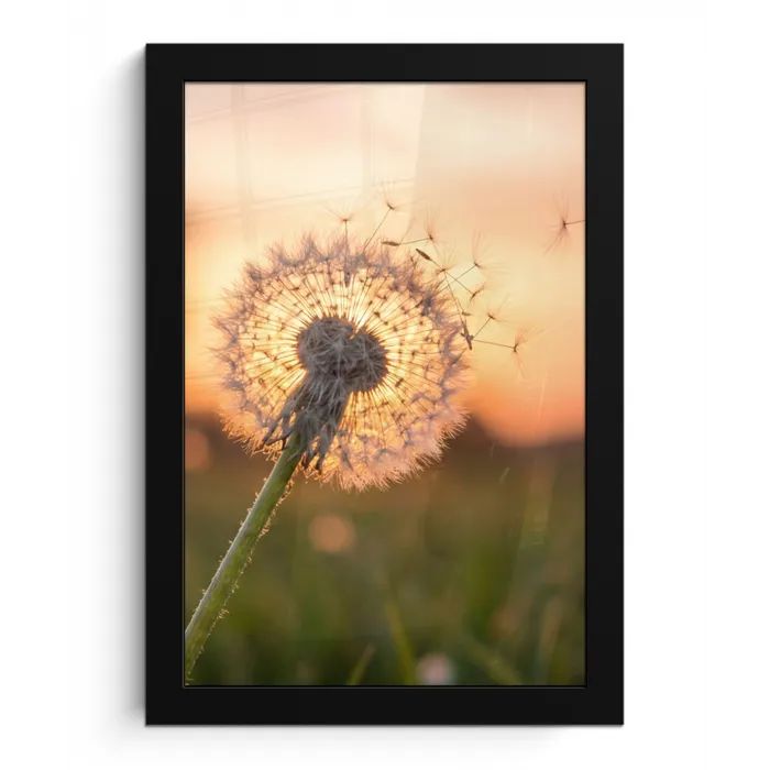 Paardenbloem - Zonsondergang - Veld fotolijst zwart zonder passe partout klein -3d
