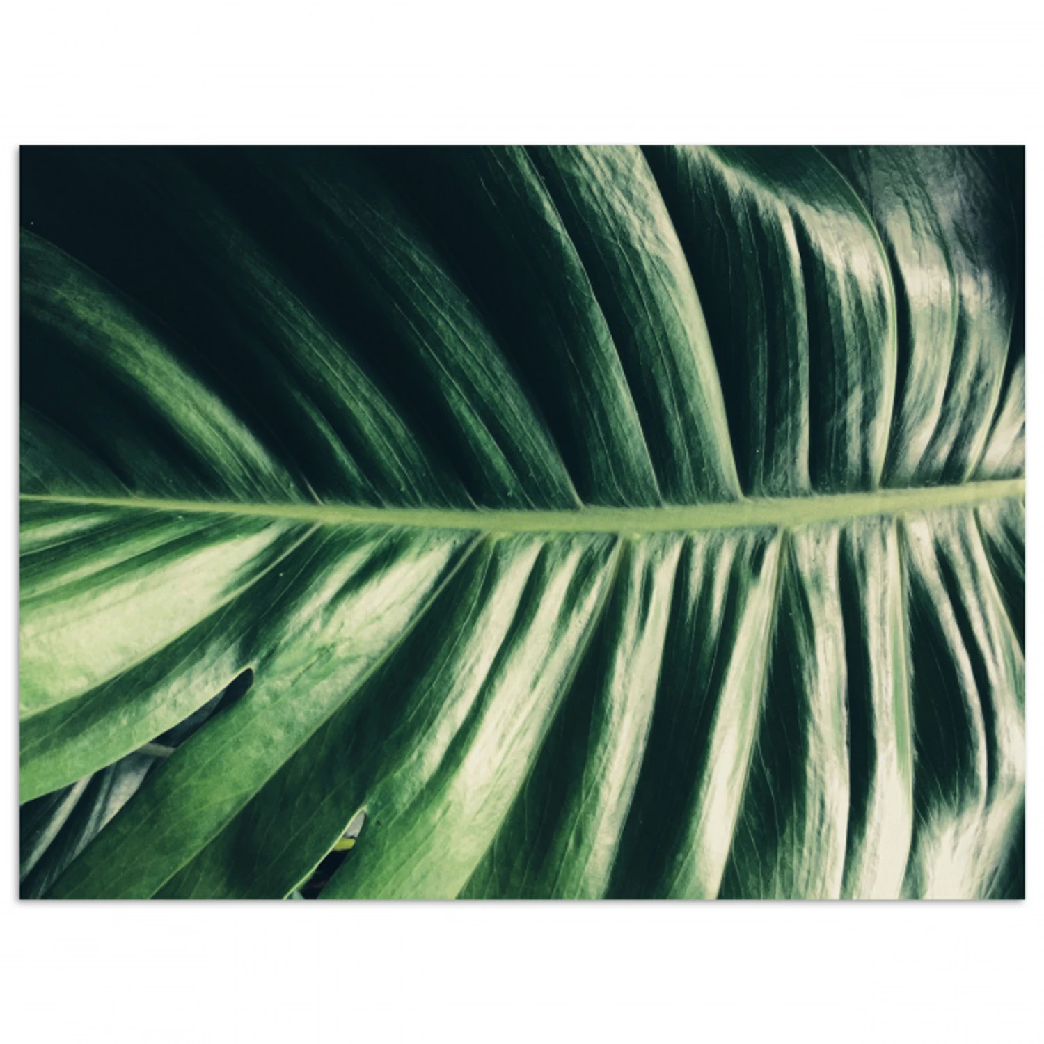 Tropisch - Inductie mat - Natuur - Inductie beschermer - Jungle poster papier klein -3d