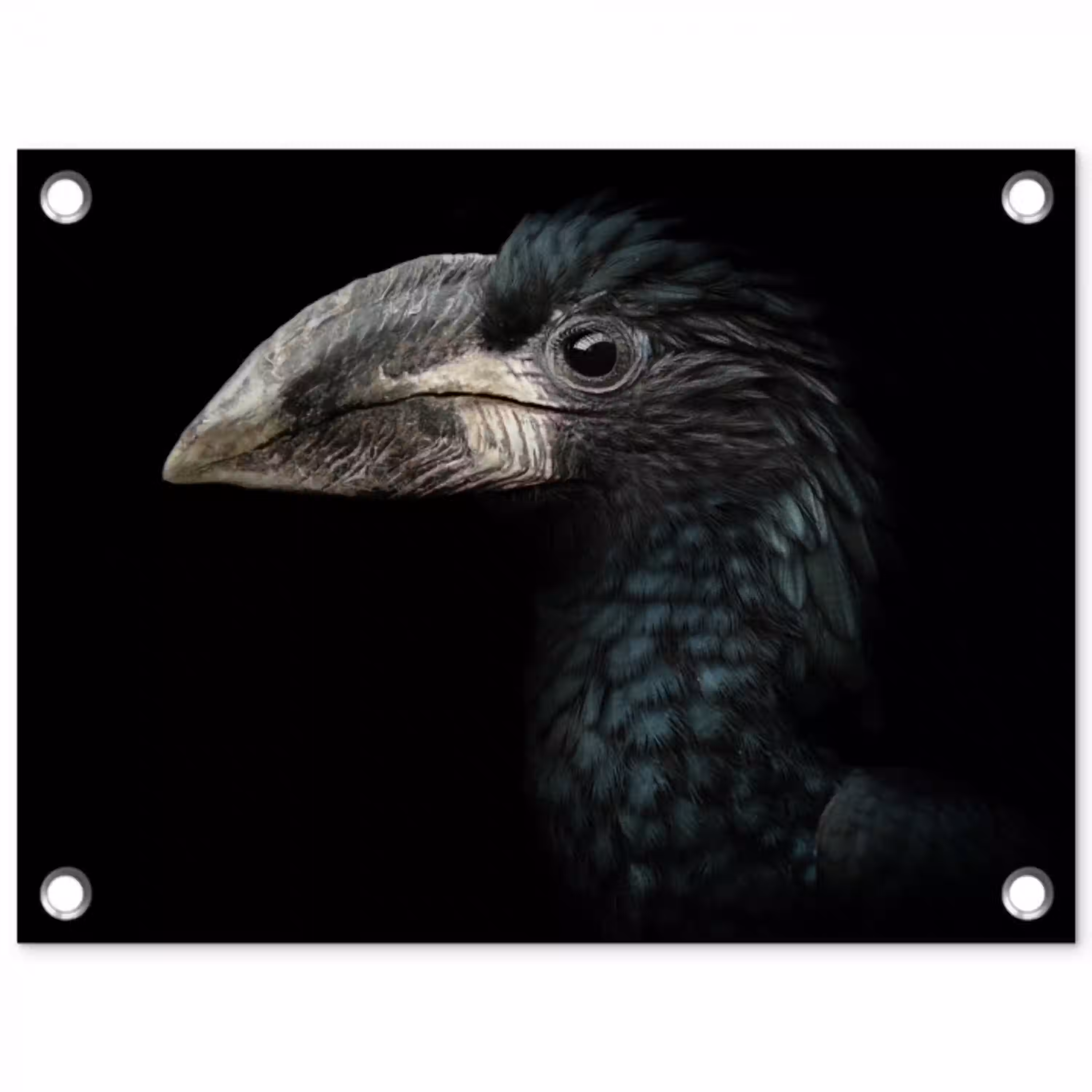 Vogel - Portret - Neushoornvogel - Zwart - Dieren tuinposter los doek klein -3d