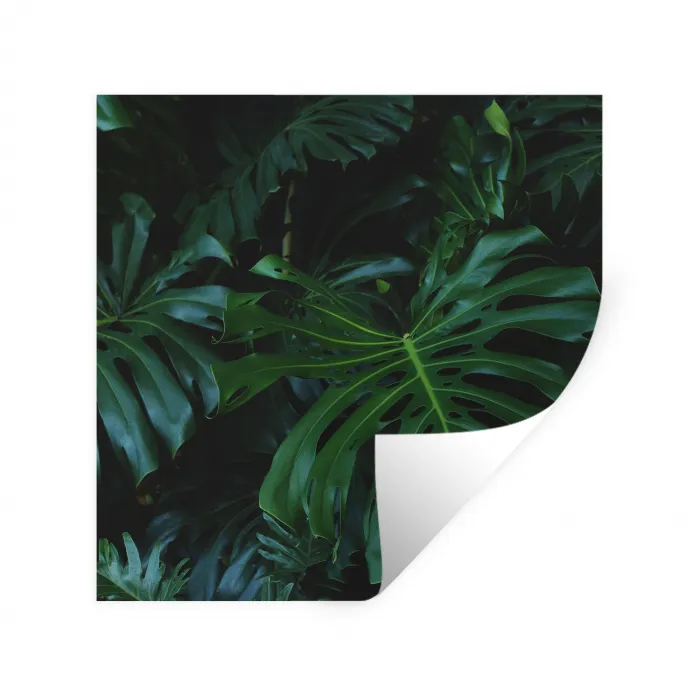 Monstera -  Inductie beschermer - Bladeren - Tropical - Afdekplaat voor kookplaat Muursticker klein -3d