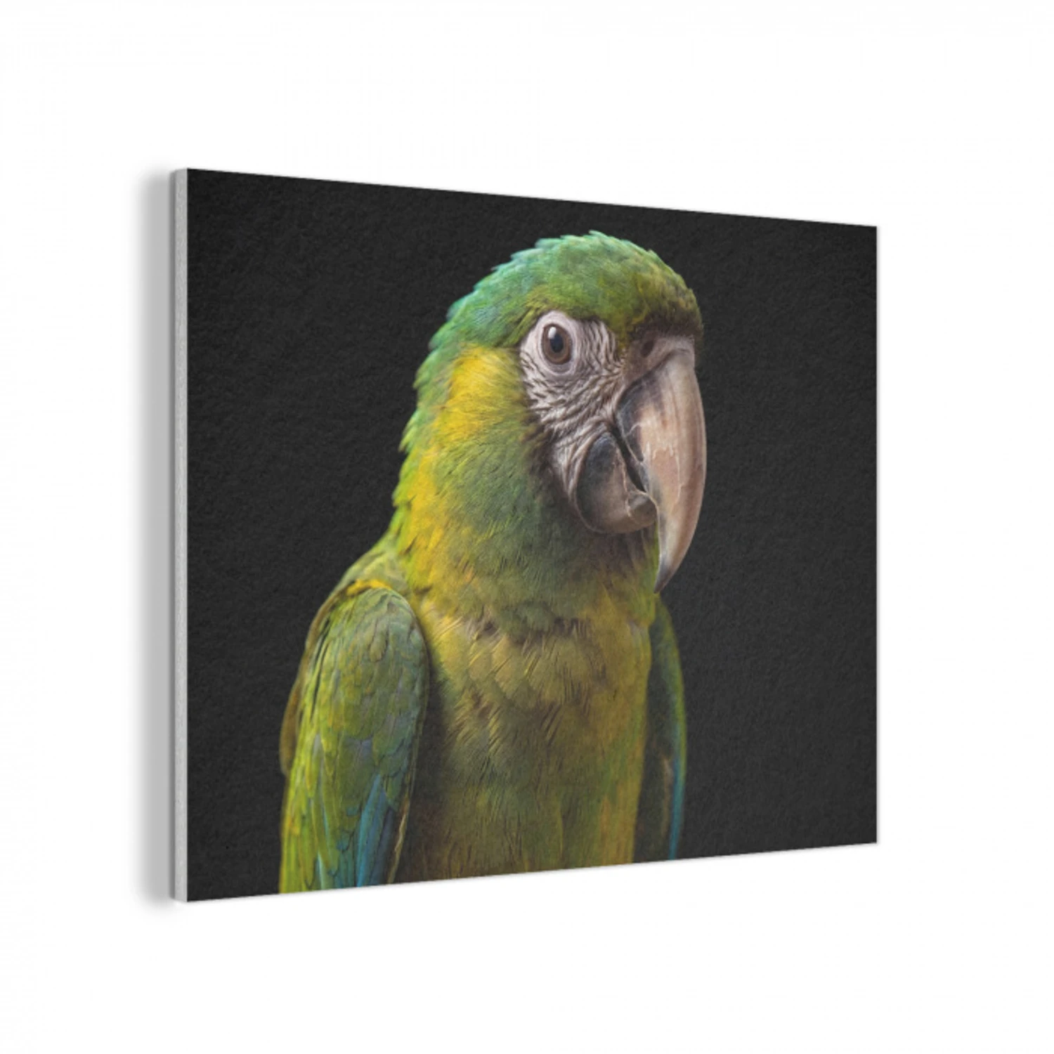 Ara - Portret - Groen PET vilt klein -3d