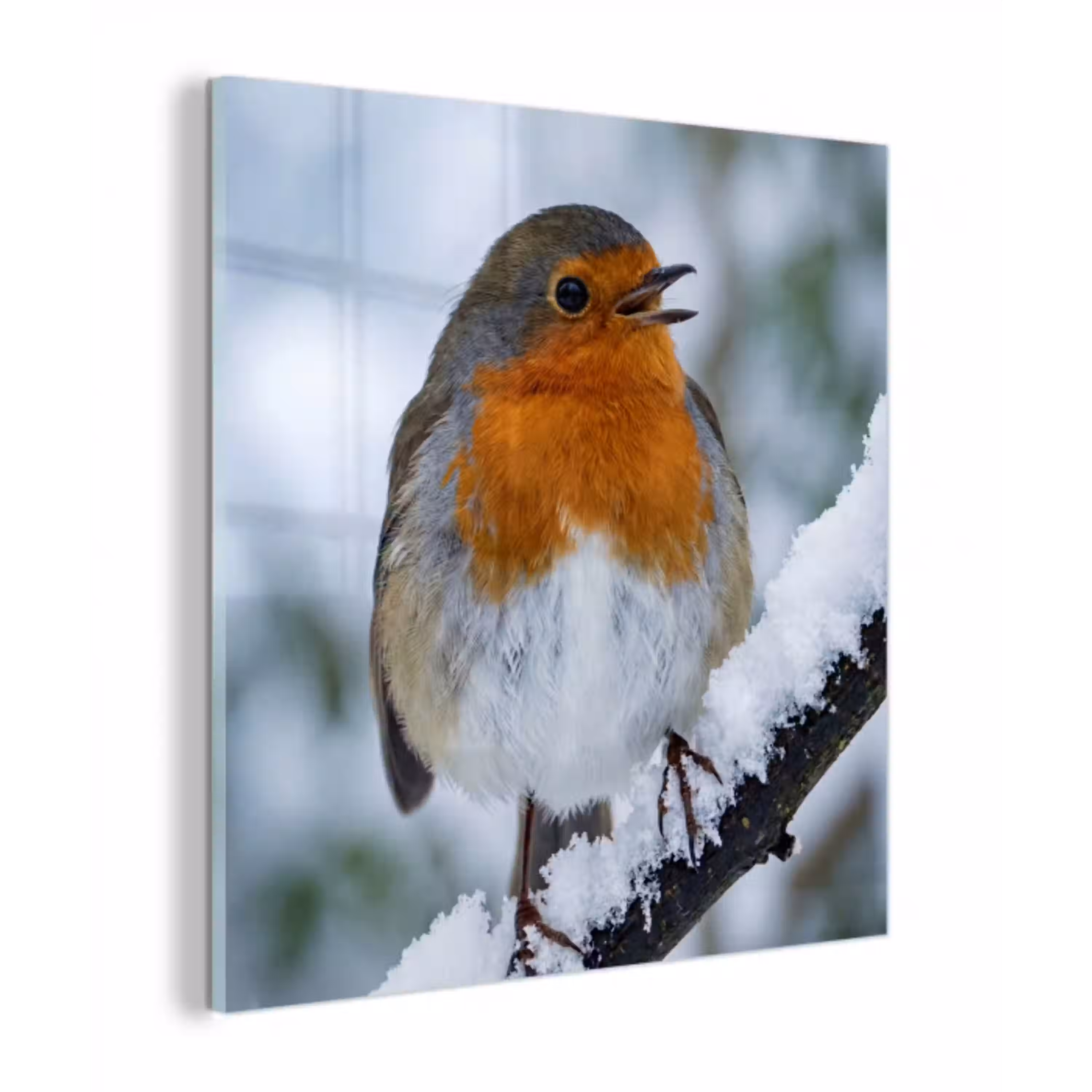 Roodborstje - Tak - Sneeuw - Winter - Levendig plexiglas 5mm klein -z3d