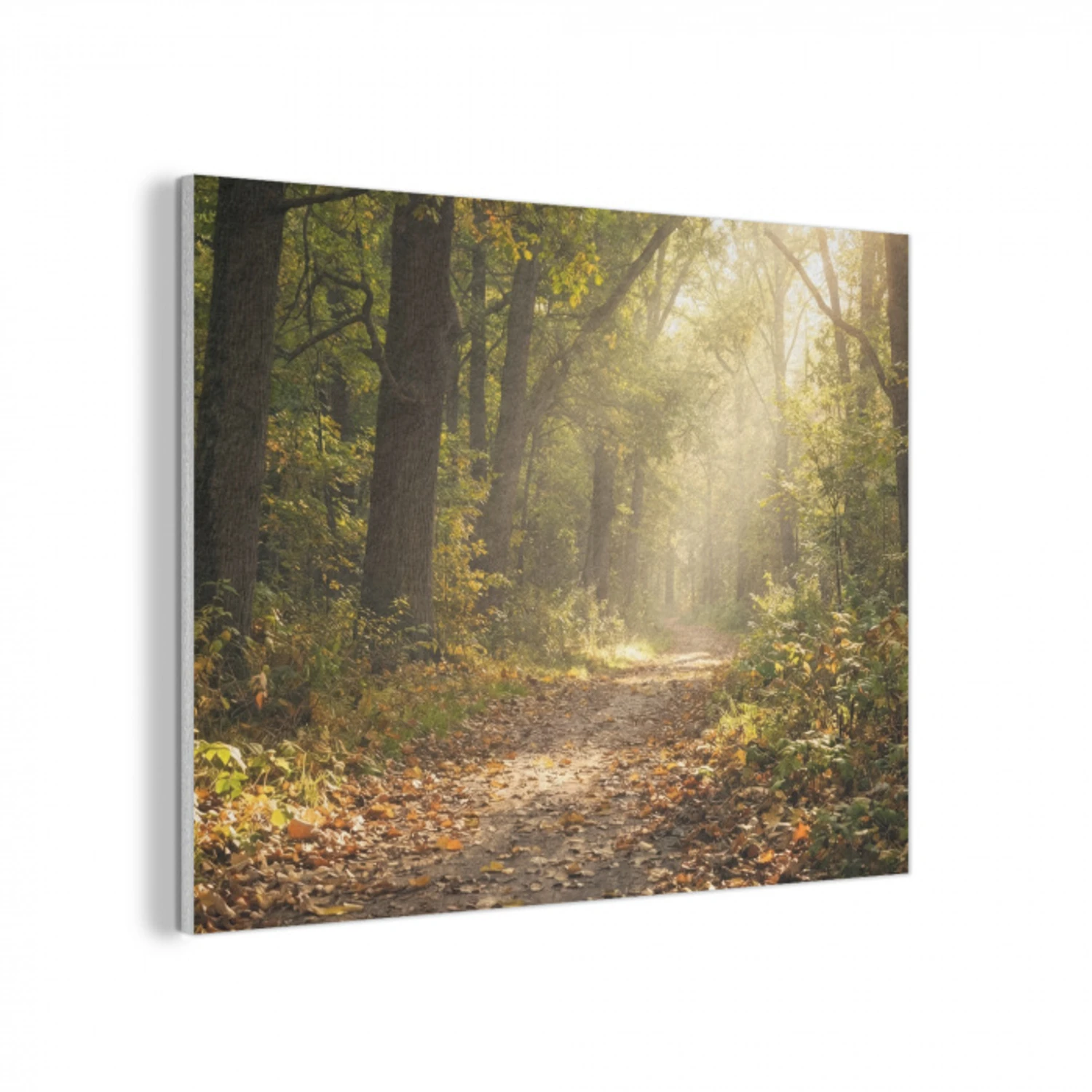 Zonlicht - Bospad - Bomen PET vilt klein -3d