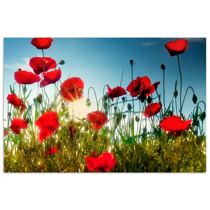 Klaprozen - Toscane - Zon - Rood - Blauw poster papier klein -3d