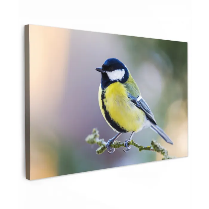 Koolmees op een Tak Tuinposter op houten frame 2 cm dik klein -3d