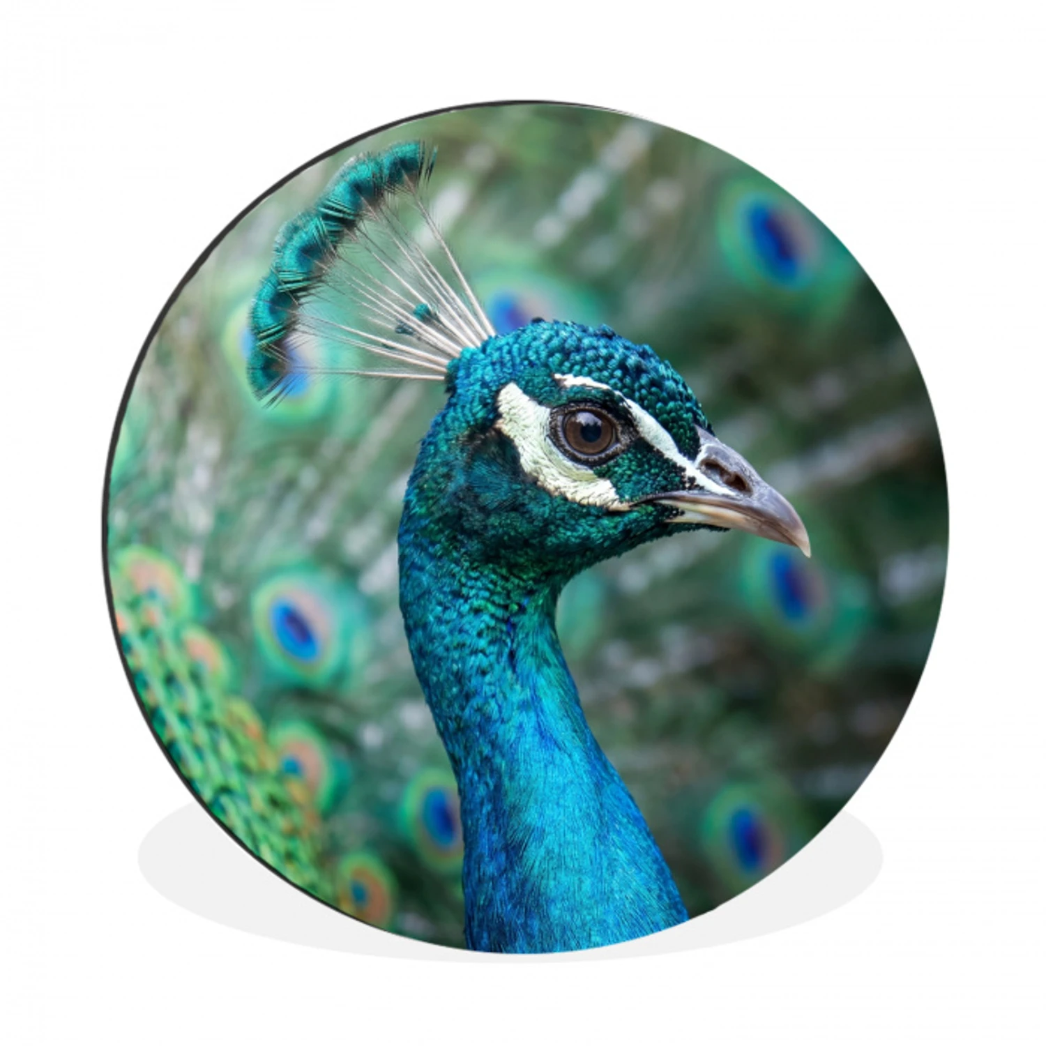 Pauw - Veren - Blauw Wandcirkel aluminium klein -3d