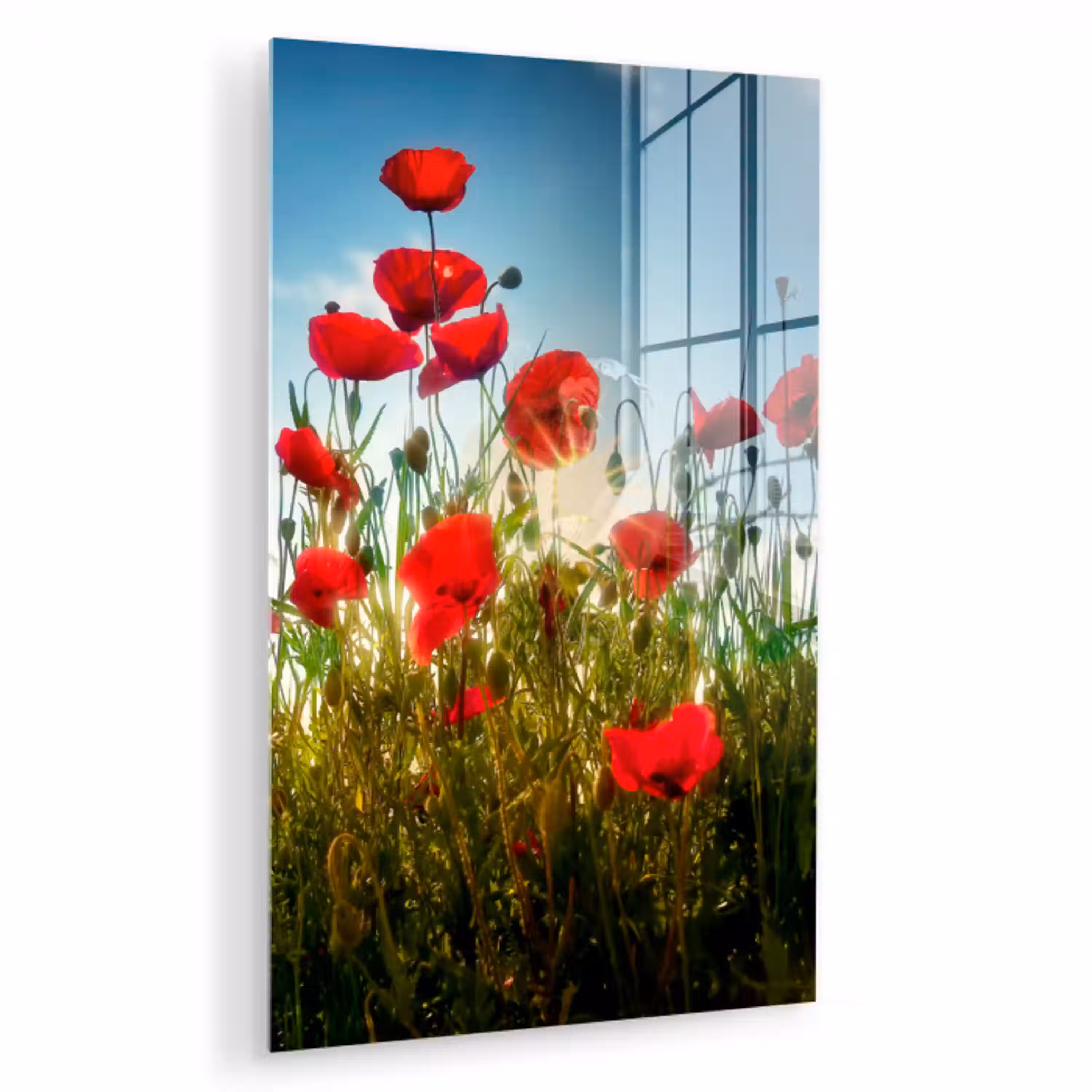 Klaprozen - Toscane - Zon - Rood - Blauw plexiglas 5mm klein -zzzproduct_nieuw