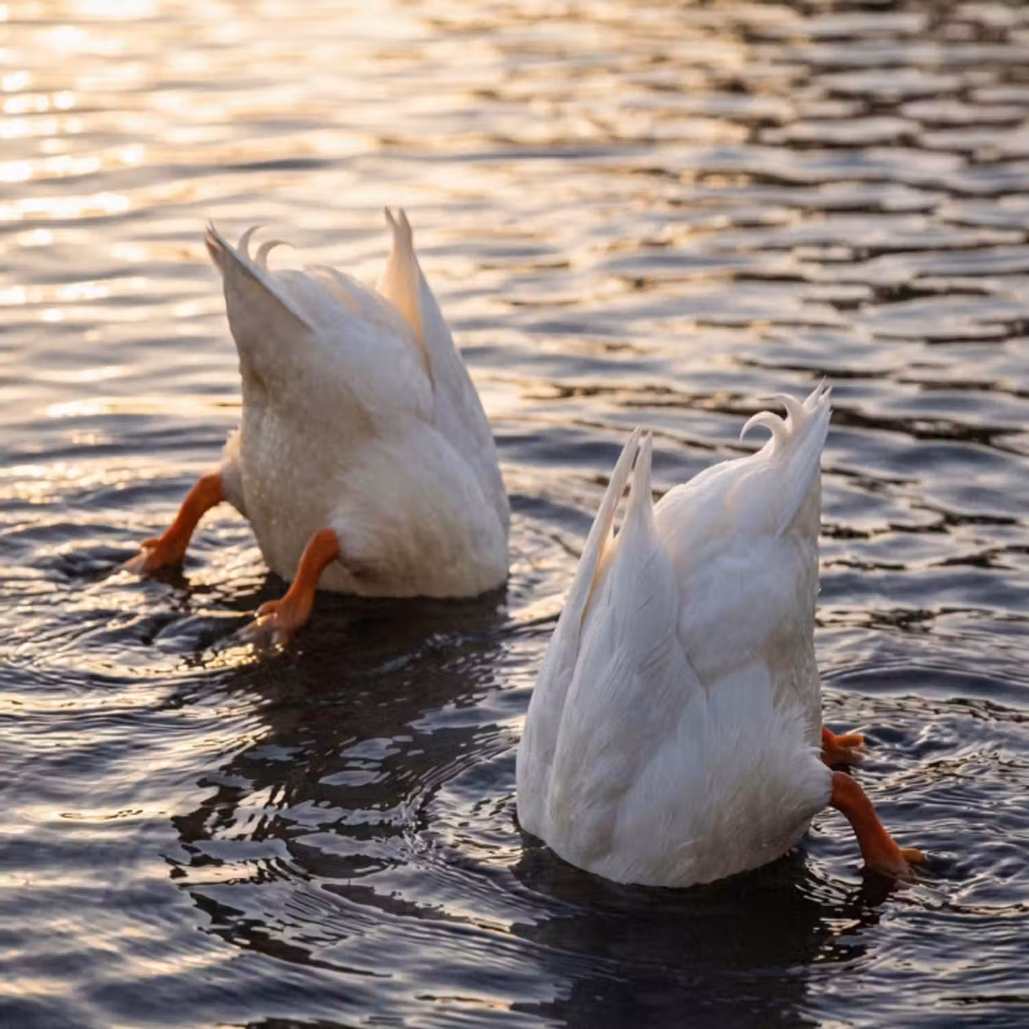 Tapete - Enten - Wasser - Natur