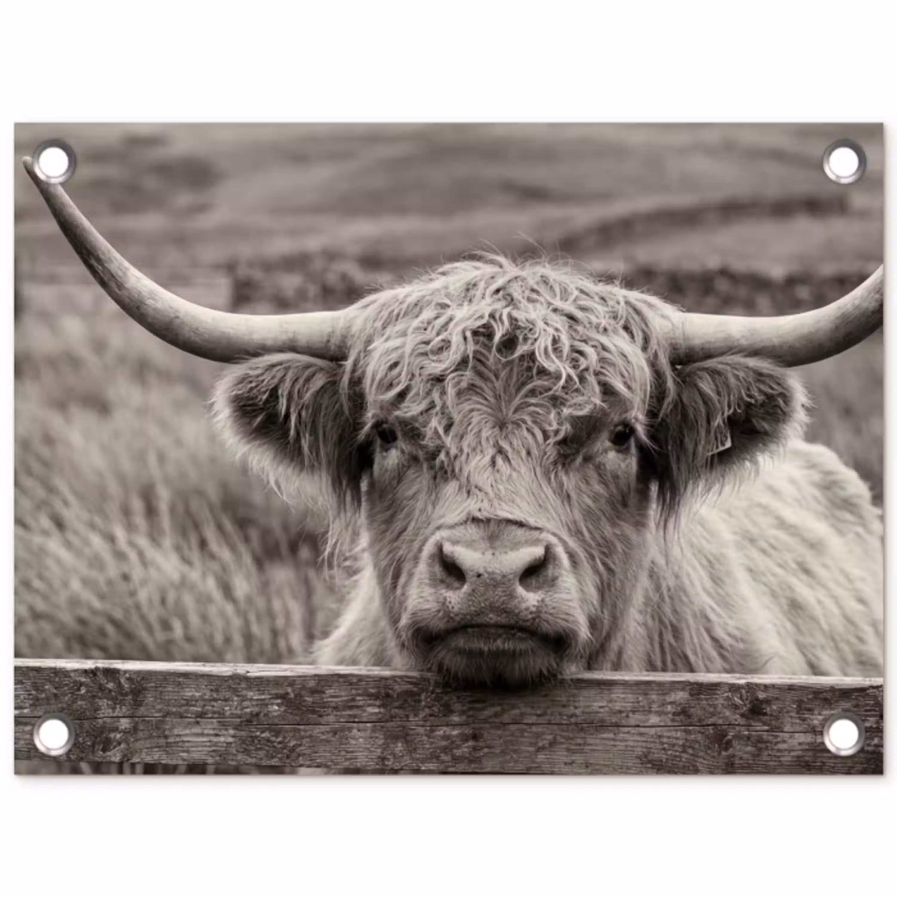 Schotse hooglander - Zwart - Wit - Hout tuinposter los doek klein -3d