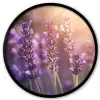 Lavendelbloemen - Paars - Zonlicht Fotolijst rond zonder passe partout klein -3d