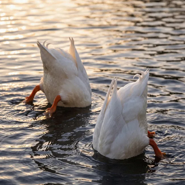 Behang - Eenden - Water - Natuur