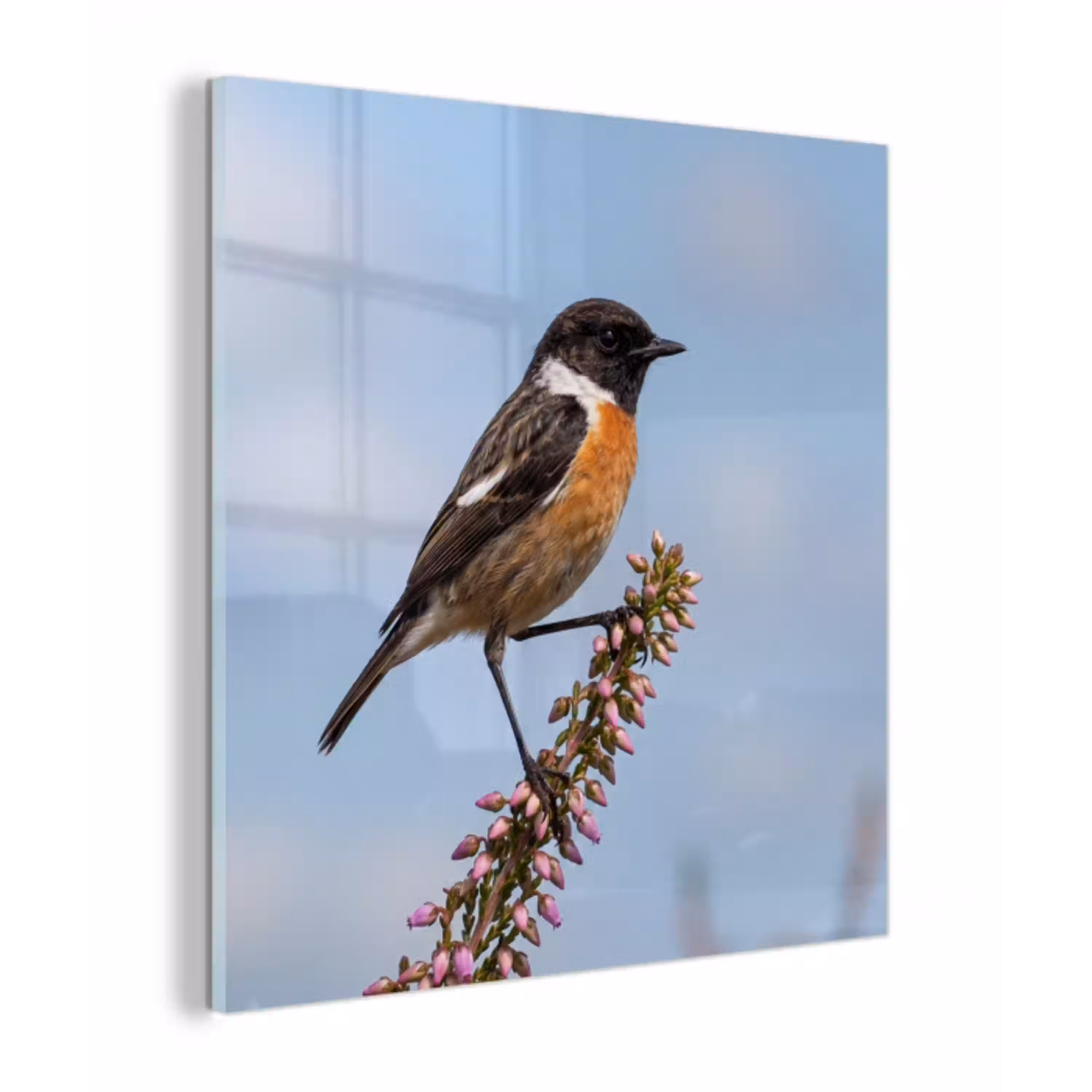 Roodborsttapuit - Heide - Paars - Natuur - Sfeervol plexiglas 5mm klein -z3d