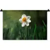Narcis - Bloem - Wit - Grassprieten Wandkleed katoen klein -zz3d