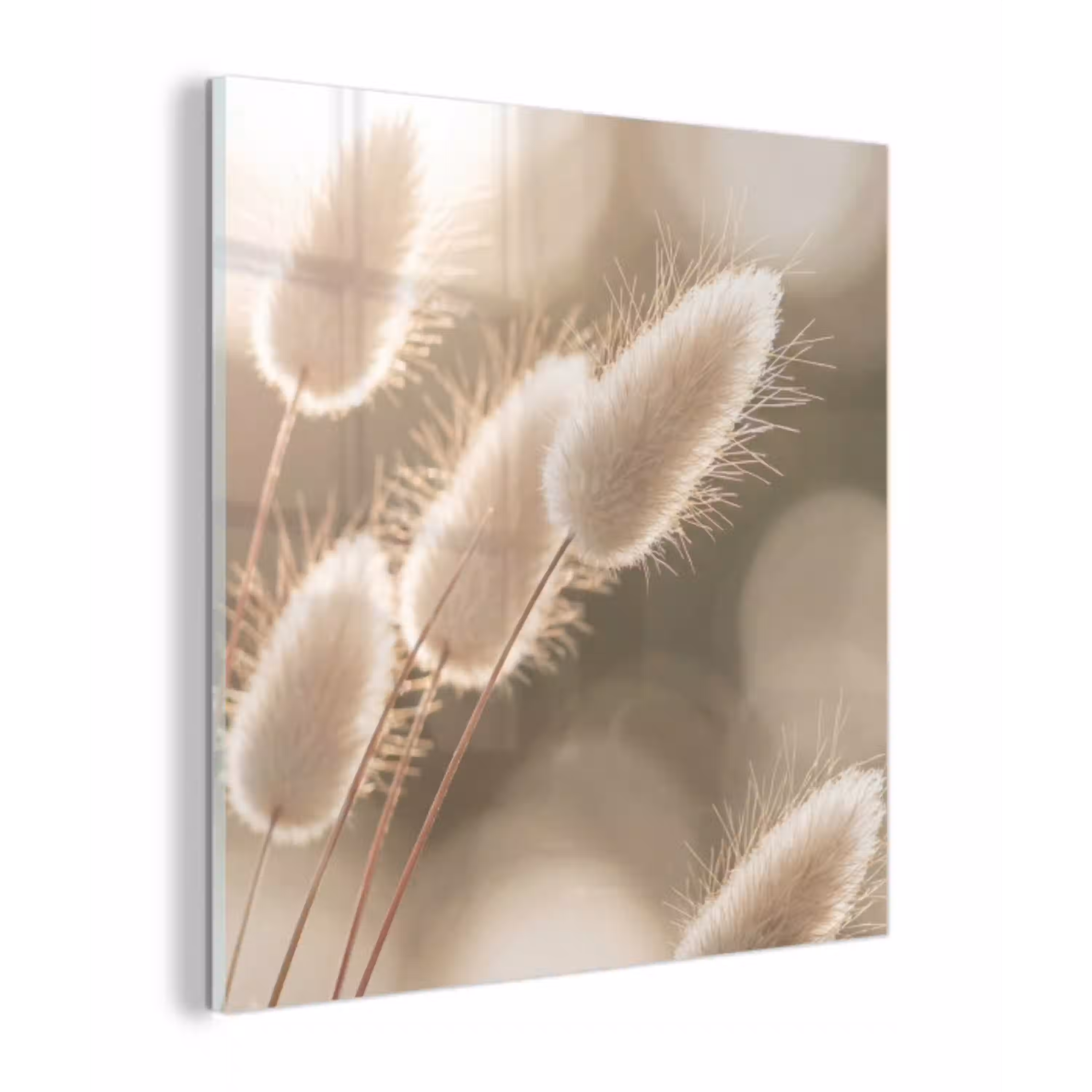 Hazestaartgras - Wit - Zonlicht plexiglas 5mm klein -z3d