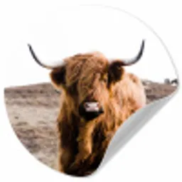 Schotse hooglander - Landschap - Koe - Bruin - Dieren - Natuur Wandcirkel behangsticker klein -3d