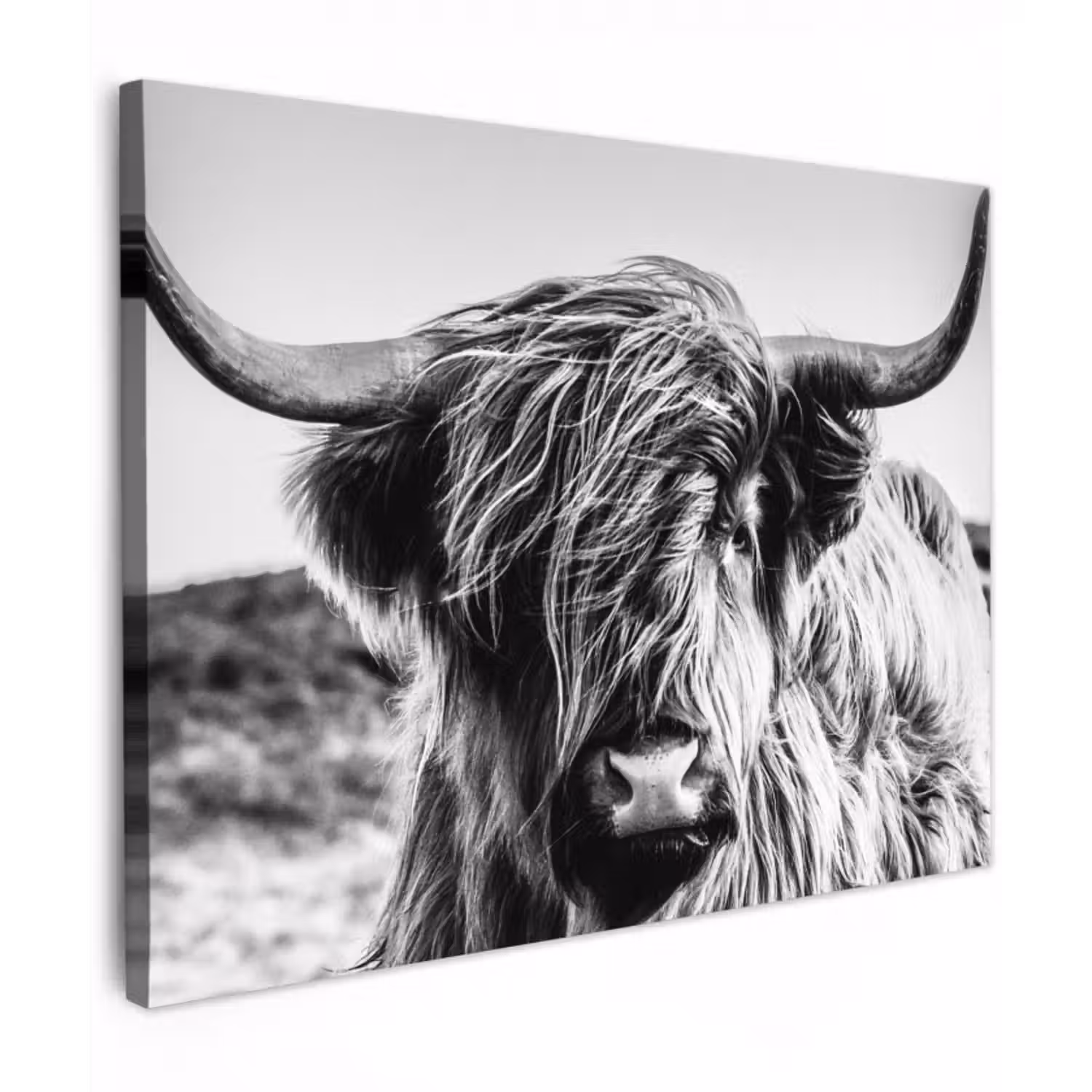Leinwandbild - Kuh - Schottischer Hochländer - Schwarz - Weiß - Tier - Natur - Wildtiere