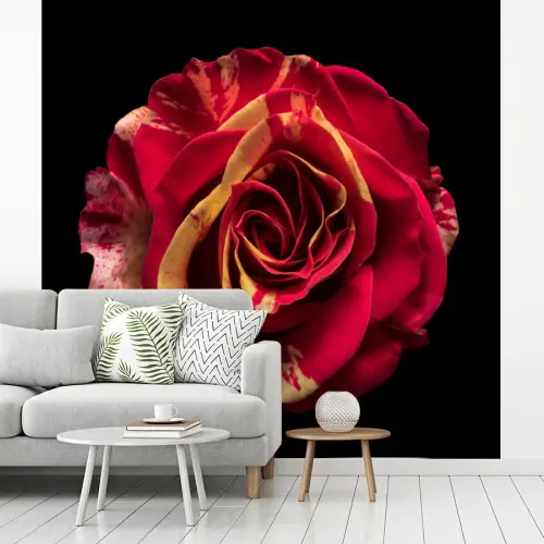 Bloem - Roos - Rood - Zwart fotobehang vinyl groot -woonkamer